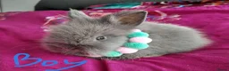 Lionhead rabbits for sale: Lionhead double maned - Advert 7