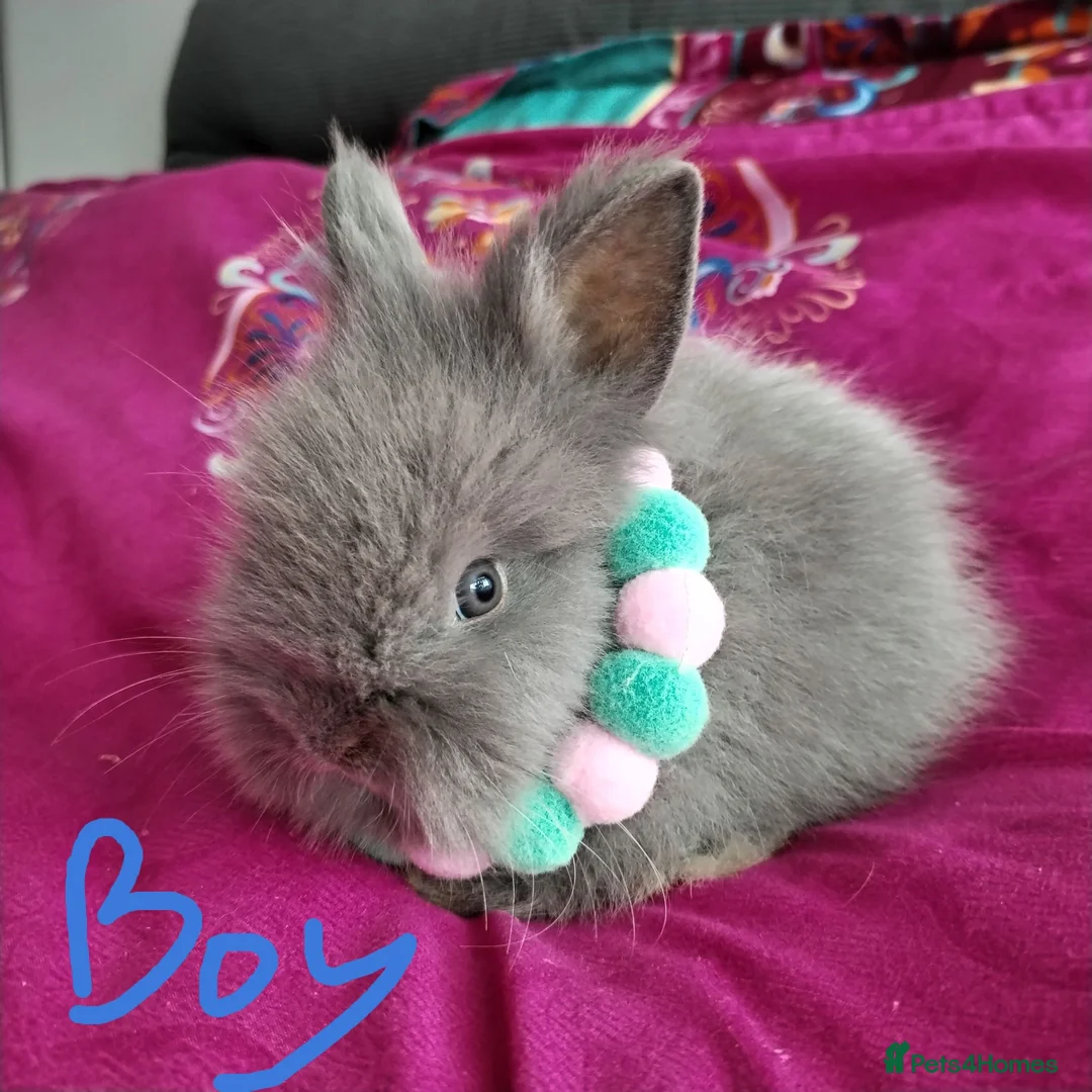 Lionhead rabbits for sale: Lionhead double maned - Advert 7
