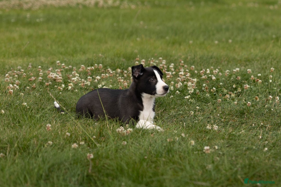 Mixed Breed dogs for sale: 🐾 Jack Russell x Border Collie Puppies  - Image 25