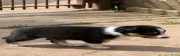 Border Collie dogs for sale: Border collie pups ready to leave now - Advert 34