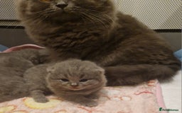 British Shorthair cats for sale: ✨ GCCF Registered British Shorthair Kittens ✨ - Image 16