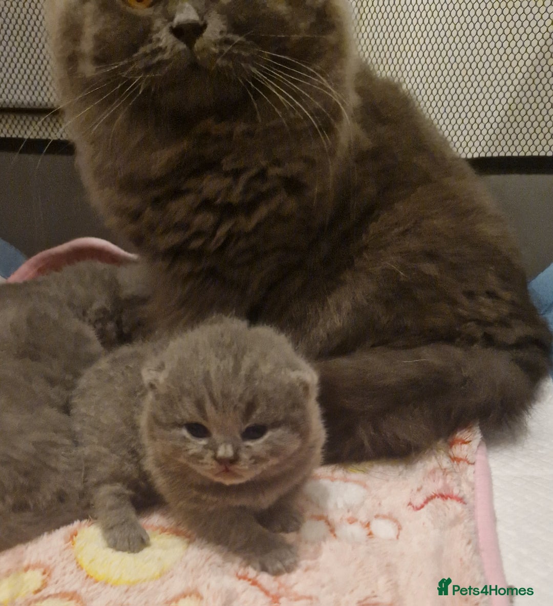 British Shorthair cats for sale: ✨ GCCF Registered British Shorthair Kittens ✨ - Image 16