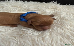Mixed Breed dogs for sale: Cavapoochon Puppies  - Image 4