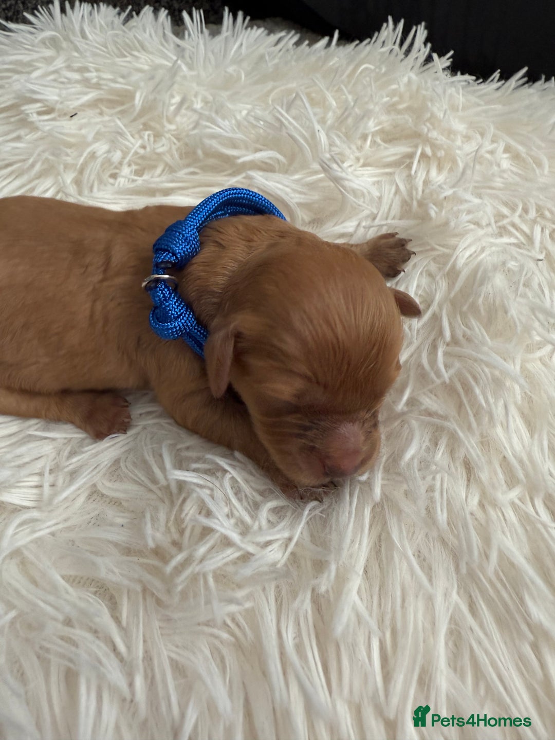 Mixed Breed dogs for sale: Cavapoochon Puppies  - Image 4