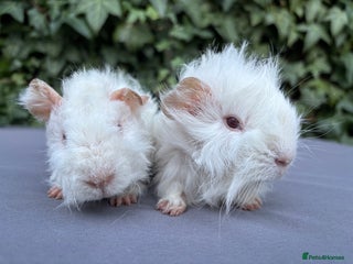 Guinea Pig rodents for sale: Baby guinea pigs - Advert 2