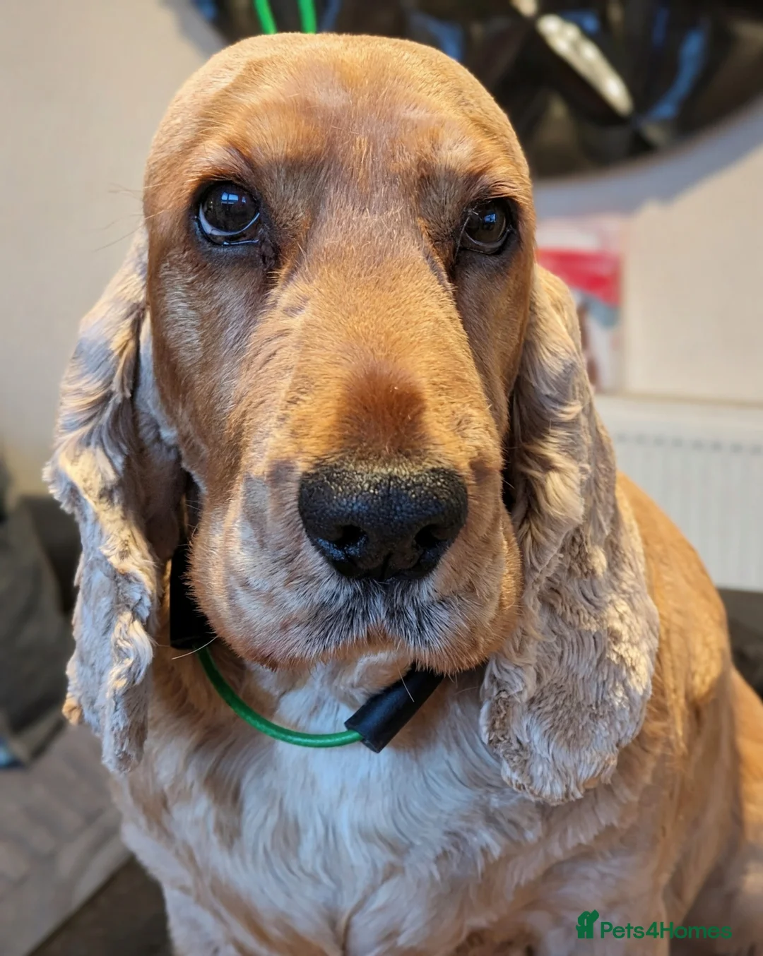 Cocker Spaniel dogs for sale: KC Registered Show Type Cocker Spaniels  - Advert 10