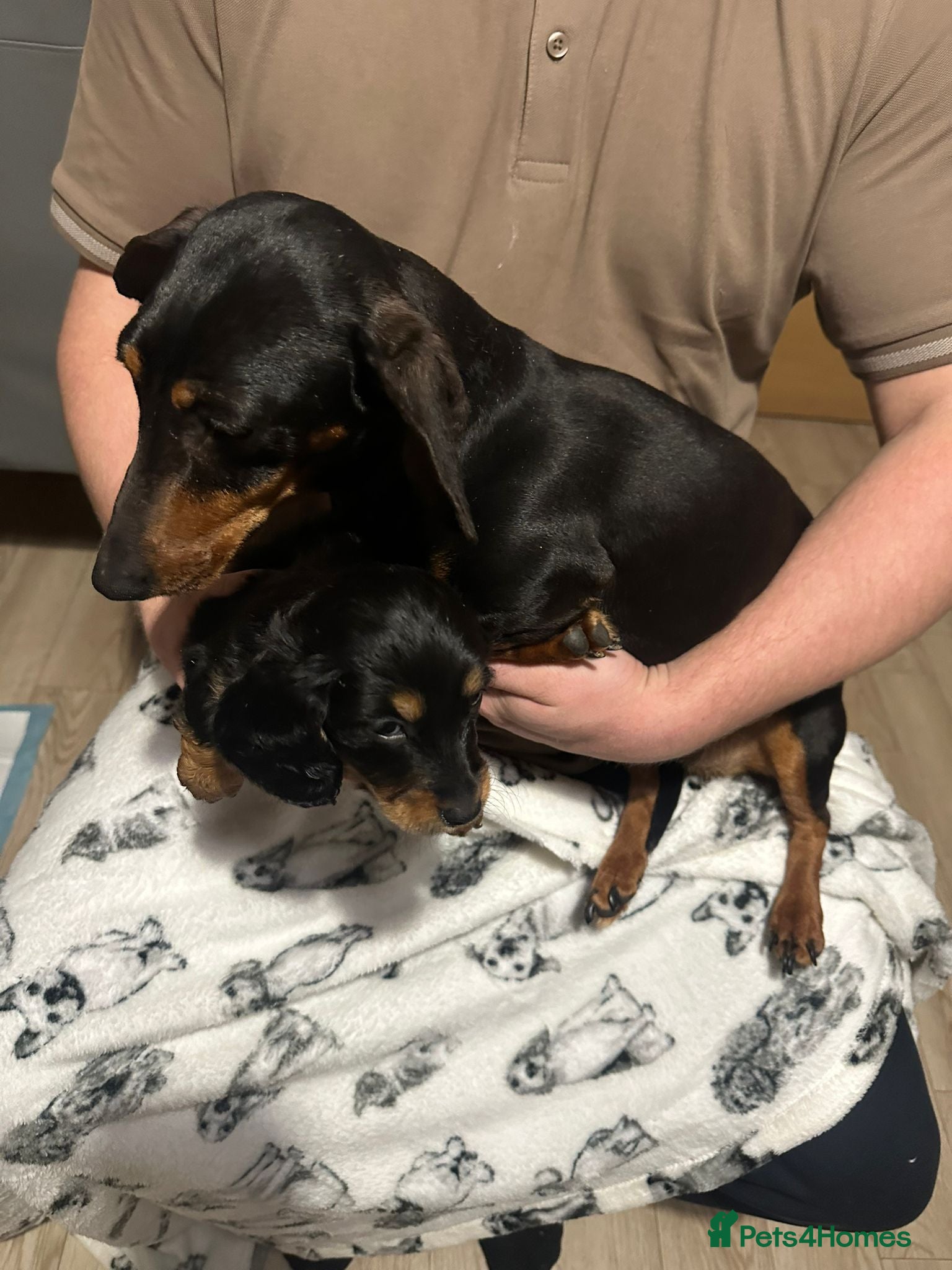 Miniature Dachshund dogs Miniature dachshunds  - Advert 3