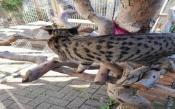 Savannah cats for sale: Large TICA Registered Spotted Savannah Boy Kitten  - Image 3