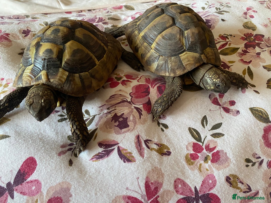 Hermann Tortoise reptiles for sale: Atlas & Shire - Image 2