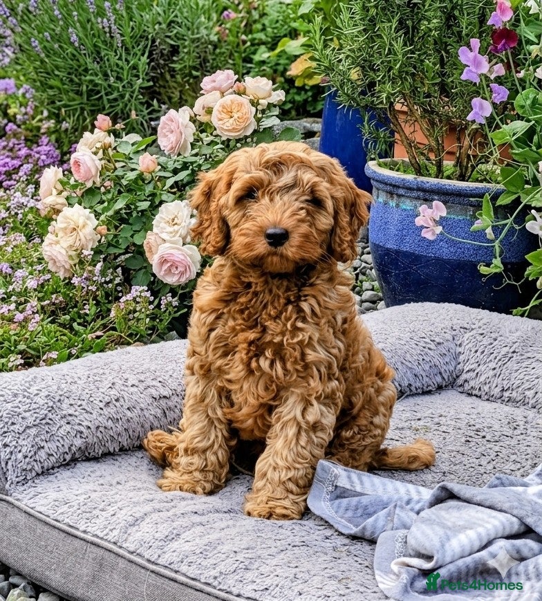 Cockapoo dogs *ONLY ONE BOY LEFT* Red Cockapoos - Advert 2