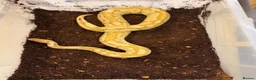 Python Snake reptiles for sale: 9 ball pythons  - Advert 14