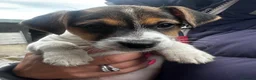 Jack Russell dogs for sale: Fantastic litter of Jack Russell  - Advert 5