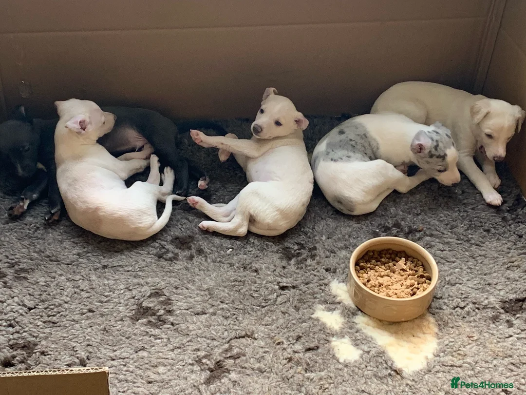 Whippet dogs for sale: Whippet lurcher pups - Advert 5