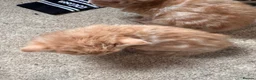 Domestic Shorthair cats for sale: Kittens for sale  - Advert 9