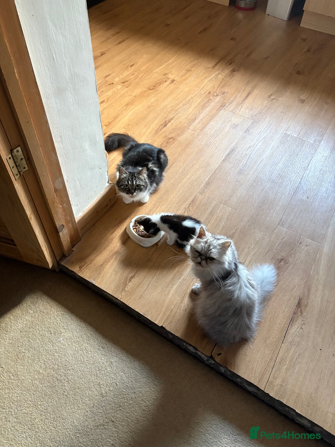 Persian cats for sale: 4 Mixed Persian Kittens - Image 9