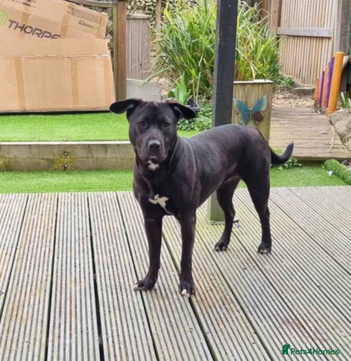 Mixed Breed dogs cane corso x staffy mix  - Advert 5
