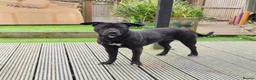 Mixed Breed dogs for sale: cane corso x staffy mix  in Newcastle - Advert 1