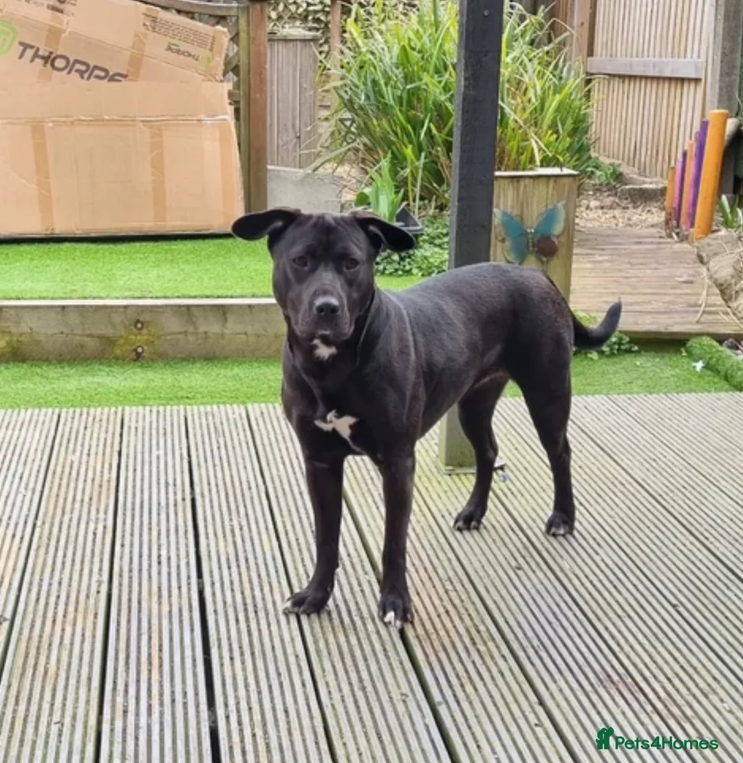 Mixed Breed dogs for sale: cane corso x staffy mix  in Newcastle - Advert 1