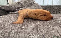 Labrador Retriever dogs for sale: Fox Red Labrador Puppies - Image 7