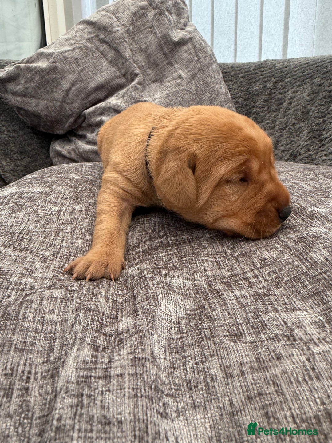 Labrador Retriever dogs for sale: Fox Red Labrador Puppies - Image 7