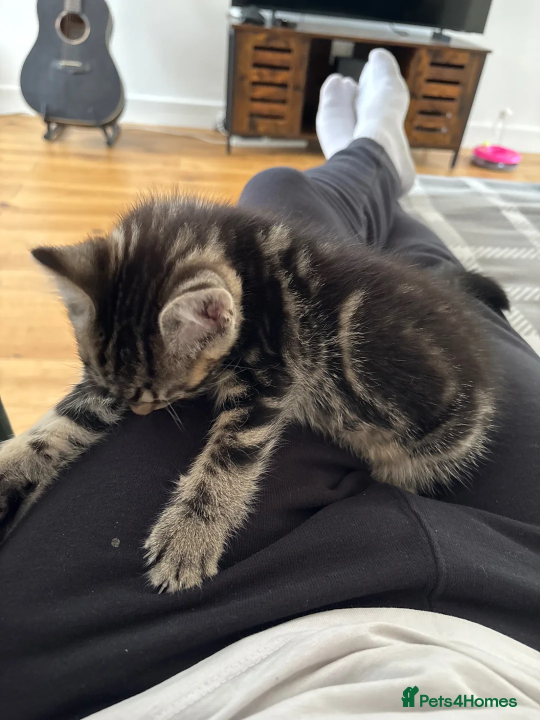 Mixed Breed cats for sale: 10 week old kitten in Eastbourne - Advert 5
