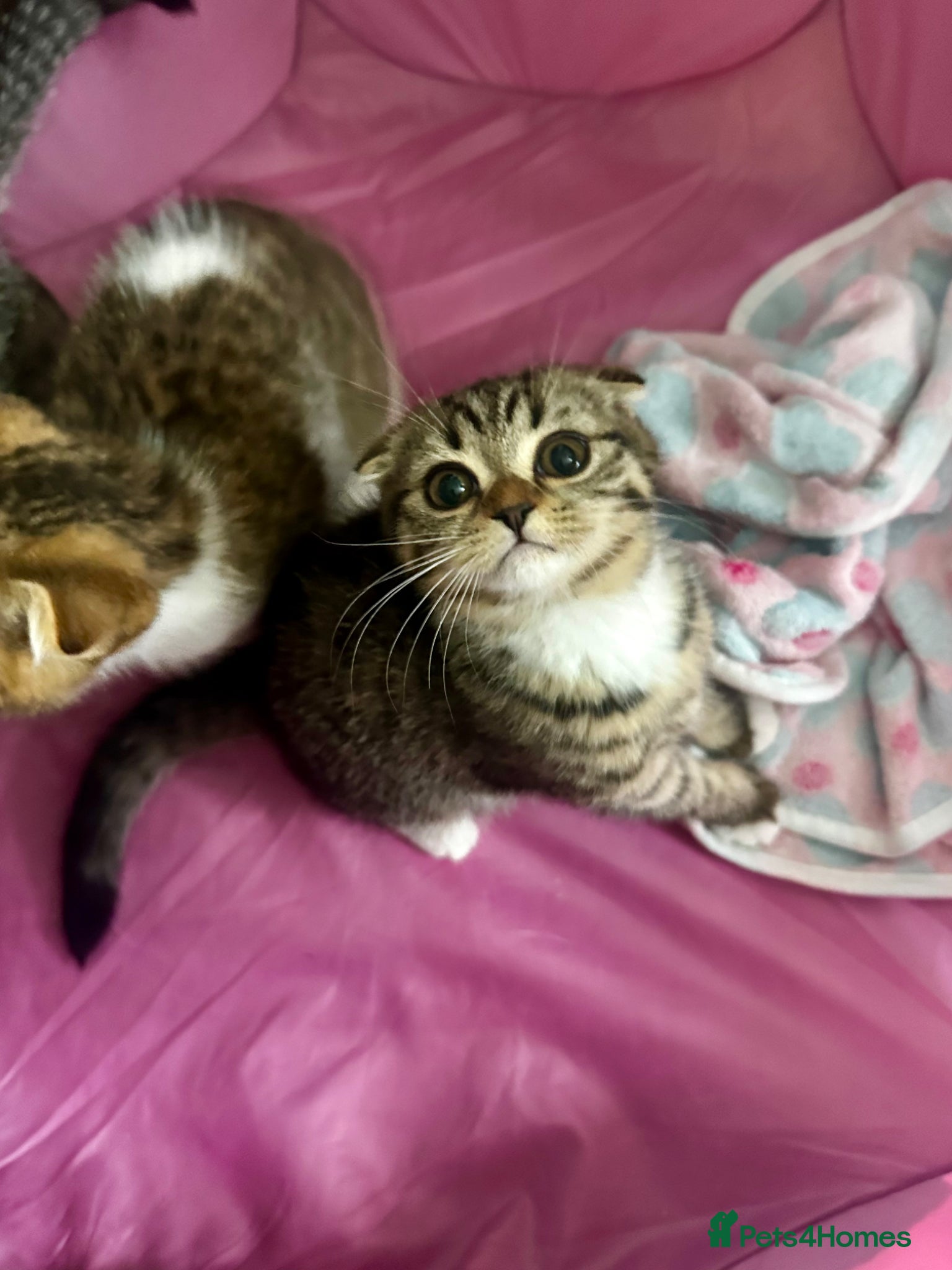 Mixed Breed cats     Adorable Kitten Looking for a Loving Home - Advert 3