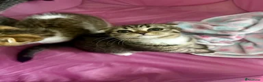 Mixed Breed Kitten 3