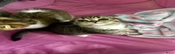 Mixed Breed cats for sale:     Adorable Kitten Looking for a Loving Home - Advert 1