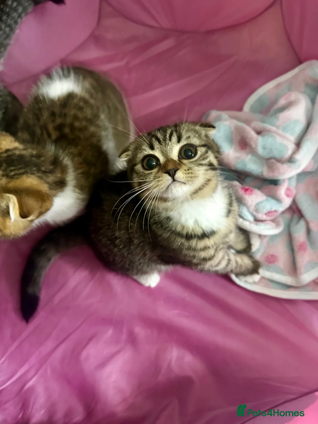 Mixed Breed cats for sale:     Adorable Kitten Looking for a Loving Home - Advert 1
