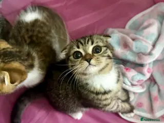 Mixed Breed cats Sweet indoor kitten, looking for a loving home. - Advert 2