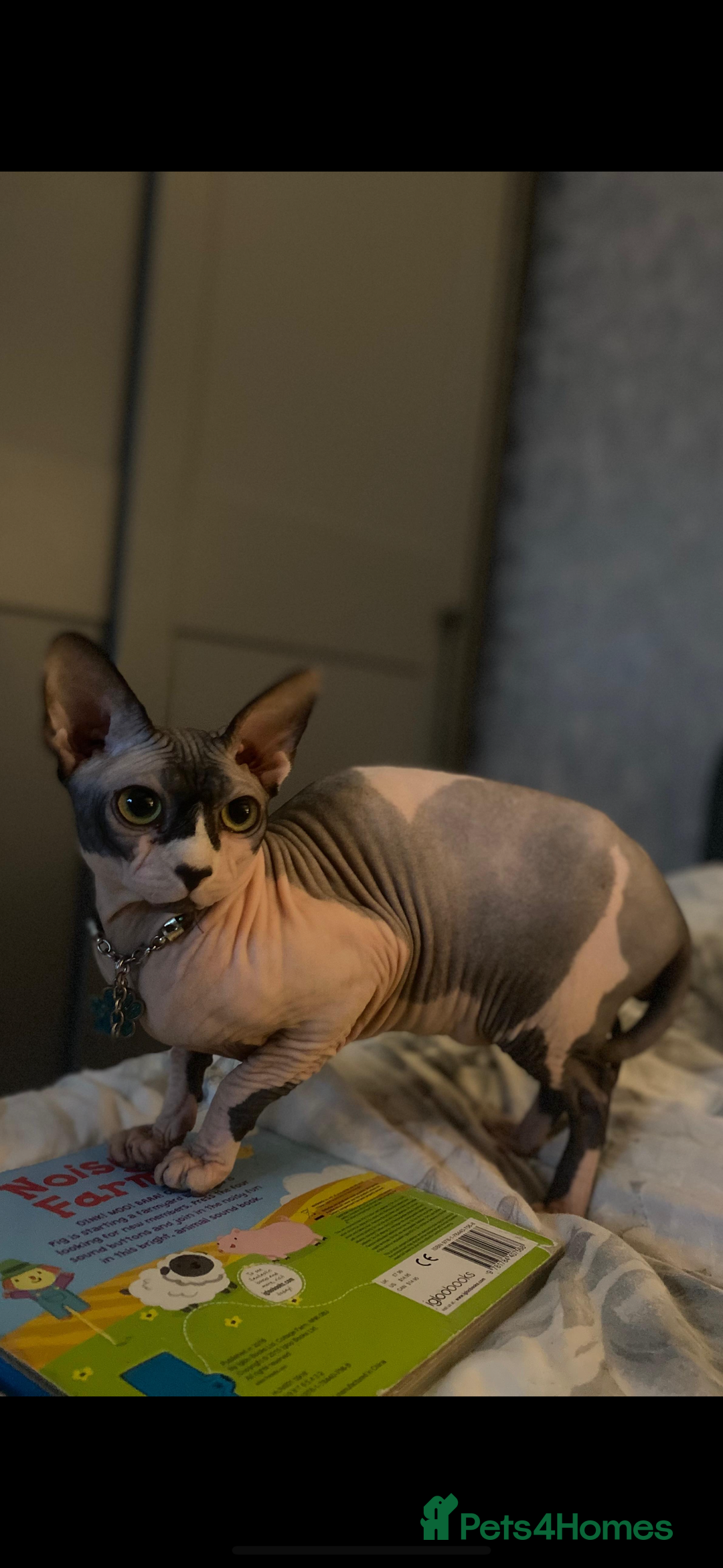 Sphynx cats for sale: Male Sphynx – Sidrick – 1½ Years Old - Advert 10