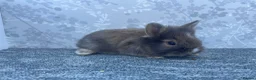 Lionhead rabbits for sale: Double main lionhead  - Advert 2