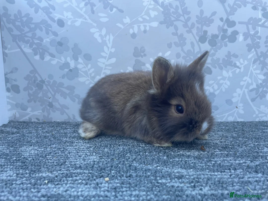 Lionhead rabbits for sale: Double main lionhead  - Advert 2