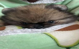Pomeranian dogs for sale: Stunning KC reg Pomeranians  - Image 19