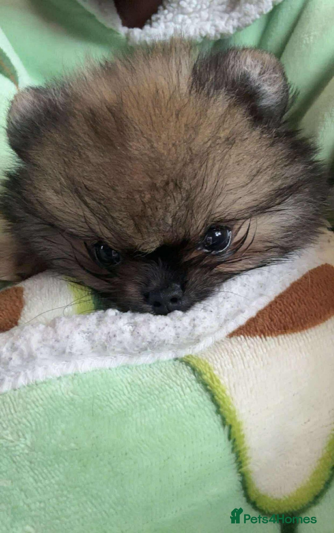 Pomeranian dogs for sale: Stunning KC reg Pomeranians  - Image 19