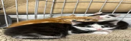 Mixed Breed cats for sale: Beautiful farm cats  - Advert 2
