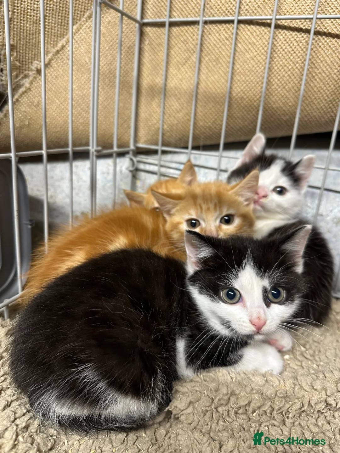 Mixed Breed cats for sale: Beautiful farm cats  - Advert 2