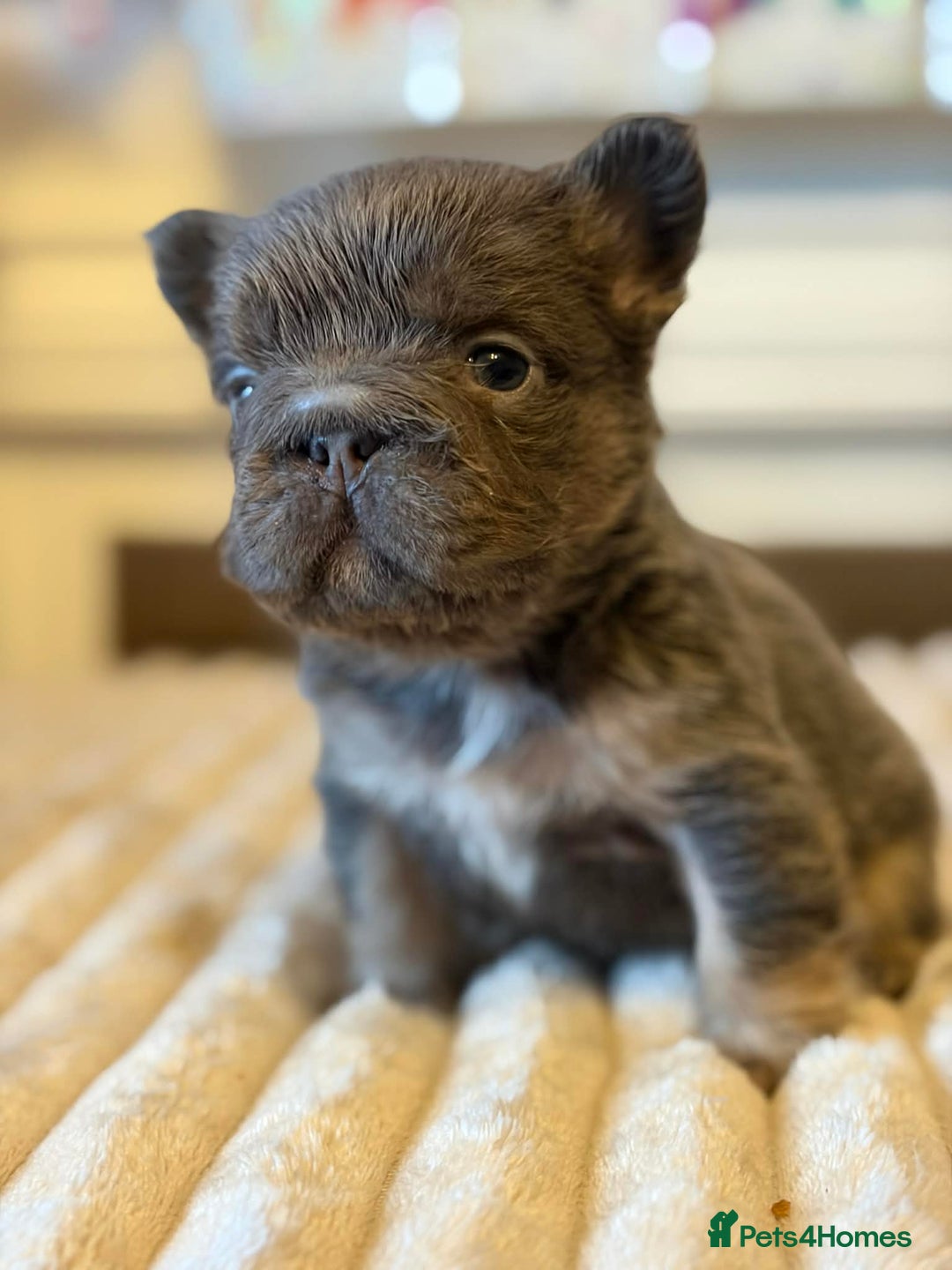 French Bulldog dogs for sale: 5 AMAZING QUALITY FRENCH BULLDOG PUPS  - Advert 3