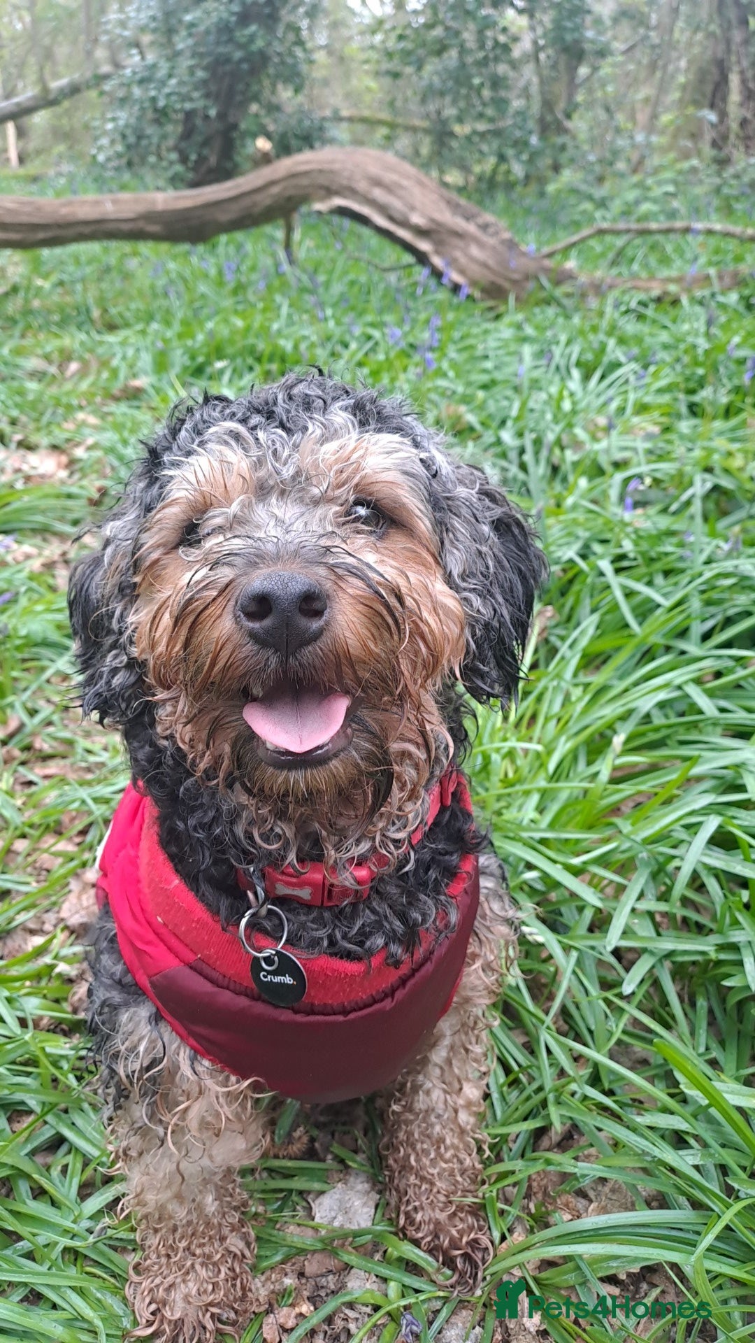 Mixed Breed dogs for sale: Cockapoo/ yorkiepoo mix in Saint Leonards-on-sea - Advert 10