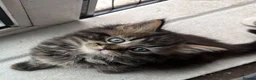 Mixed Breed cats for sale: Kitten bangel mixed  - Advert 3