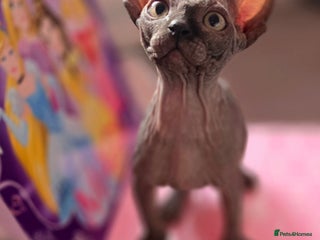 Sphynx cats 🌟 Stunning Sphynx & Elf Kittens - Advert 3