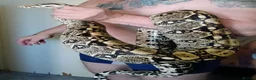 Boa Snake reptiles for sale: Adult Boa Imperator >2m - Advert 7