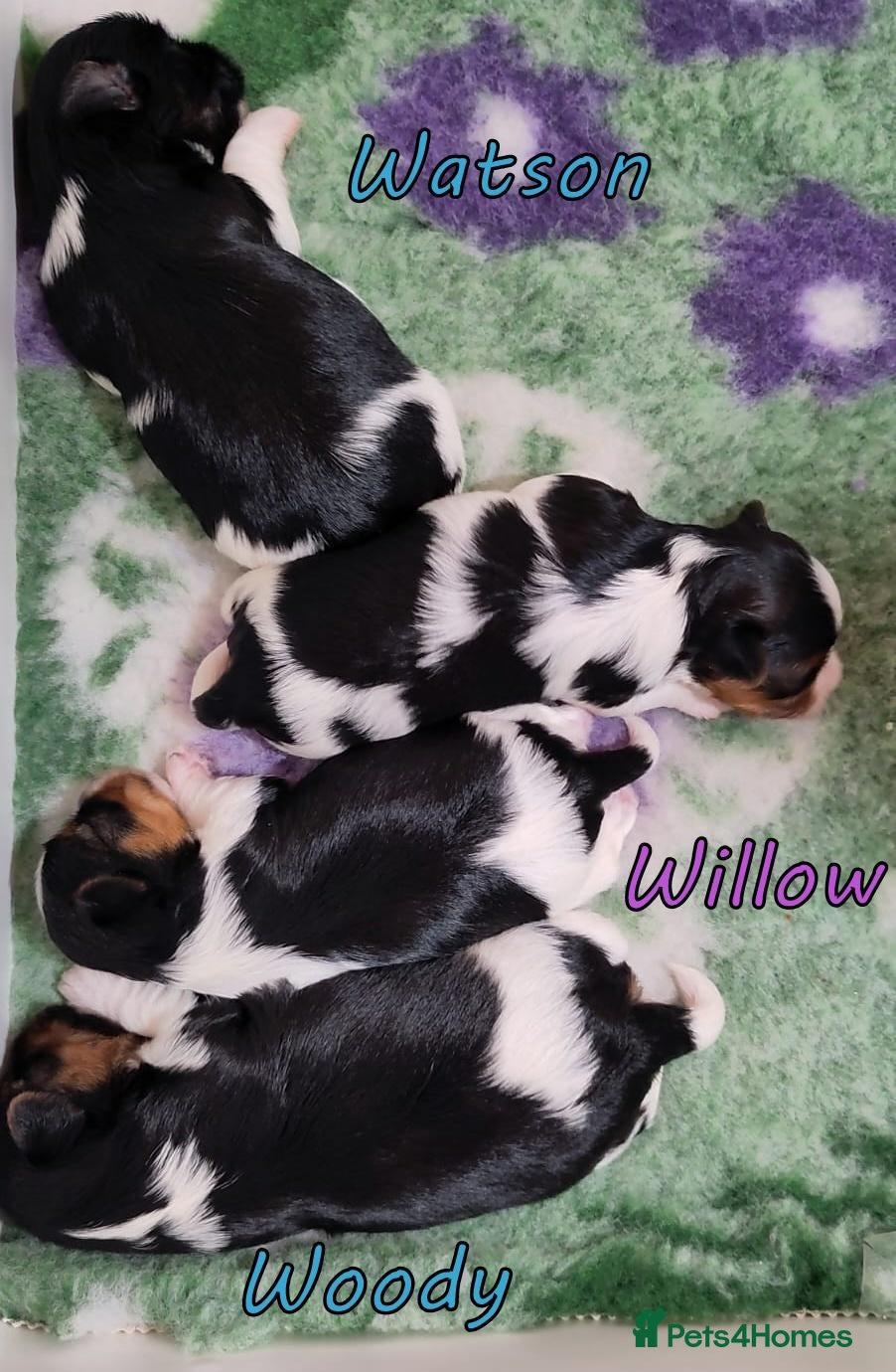 Biewer Terrier dogs ✨Stunning Biewer Yorkshire Terriers Ready Dec 26 ✨ - Advert 1