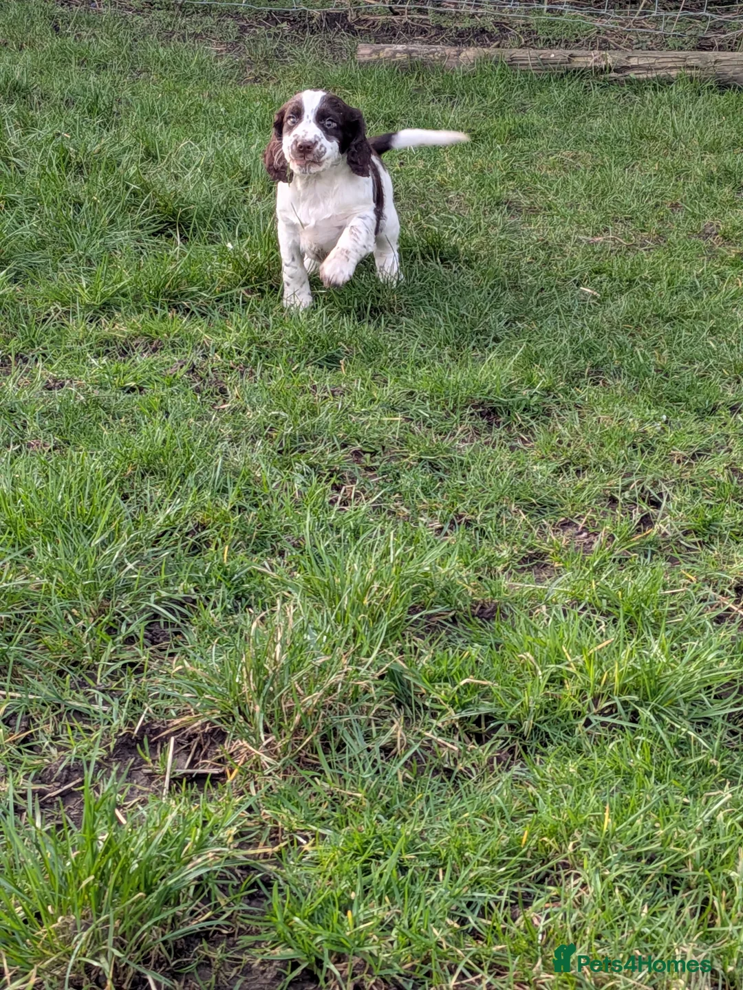 Cocker Spaniel dogs for sale: Cocker spaniel puppies  - Advert 9