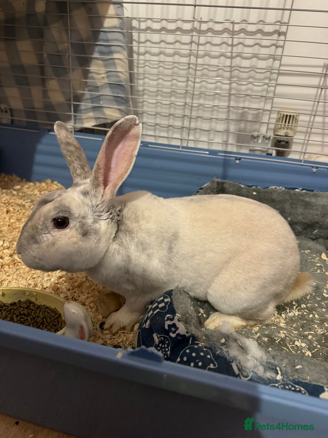 Mixed Breed rabbits for sale: Adult Male rabbit for sale  - Advert 4