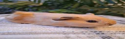 Guinea Pig rodents for sale: Black Swiss & Buff Cali Baby Guinea Pig Boys  - Advert 5
