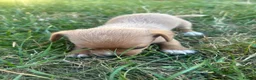 Mixed Breed dogs for sale: Beautiful pomjacks for sale - Advert 9
