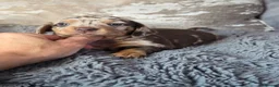 Miniature Dachshund dogs for sale: Chocolate dapple miniature Dachshund  - Advert 3