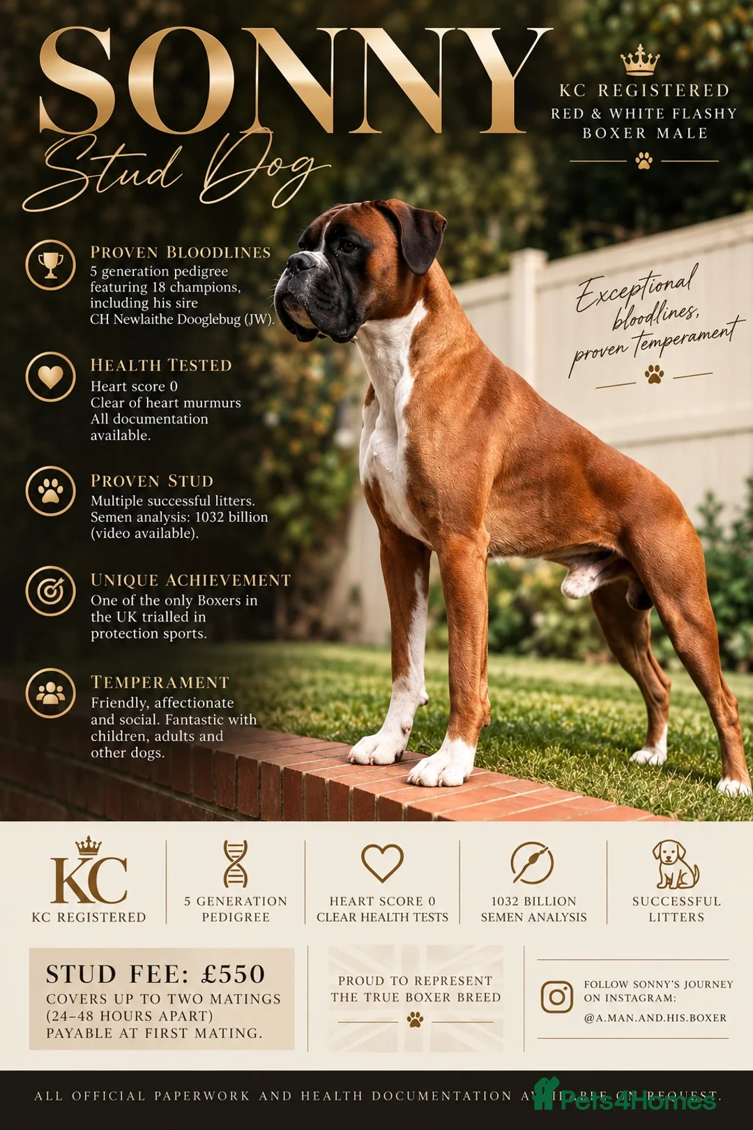 Boxer dogs for stud: PROVEN KC REGISTERED BOXER STUD - Red Flashy Male - Advert 2