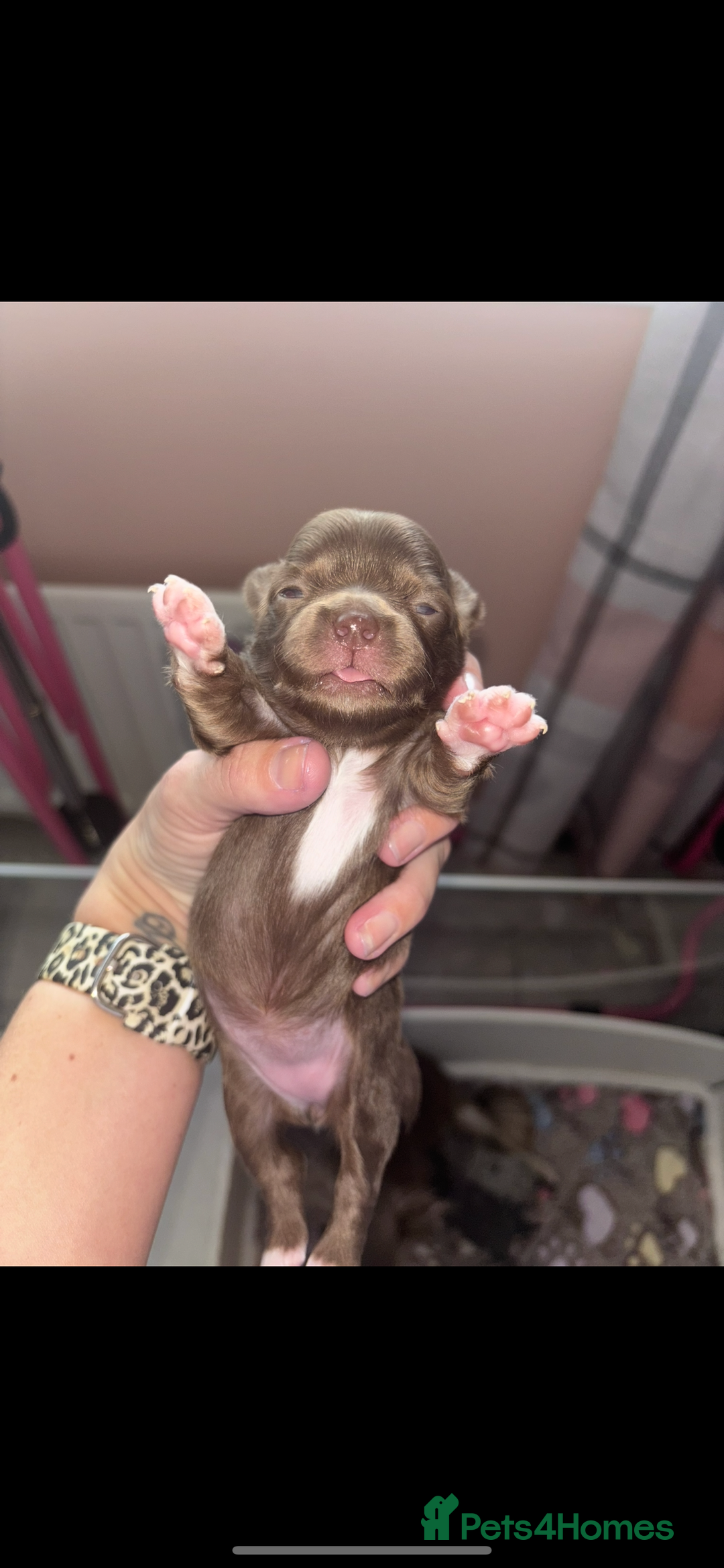 Chihuahua dogs for sale: Chocolate Girls Longhair Chihuahua  - Image 5
